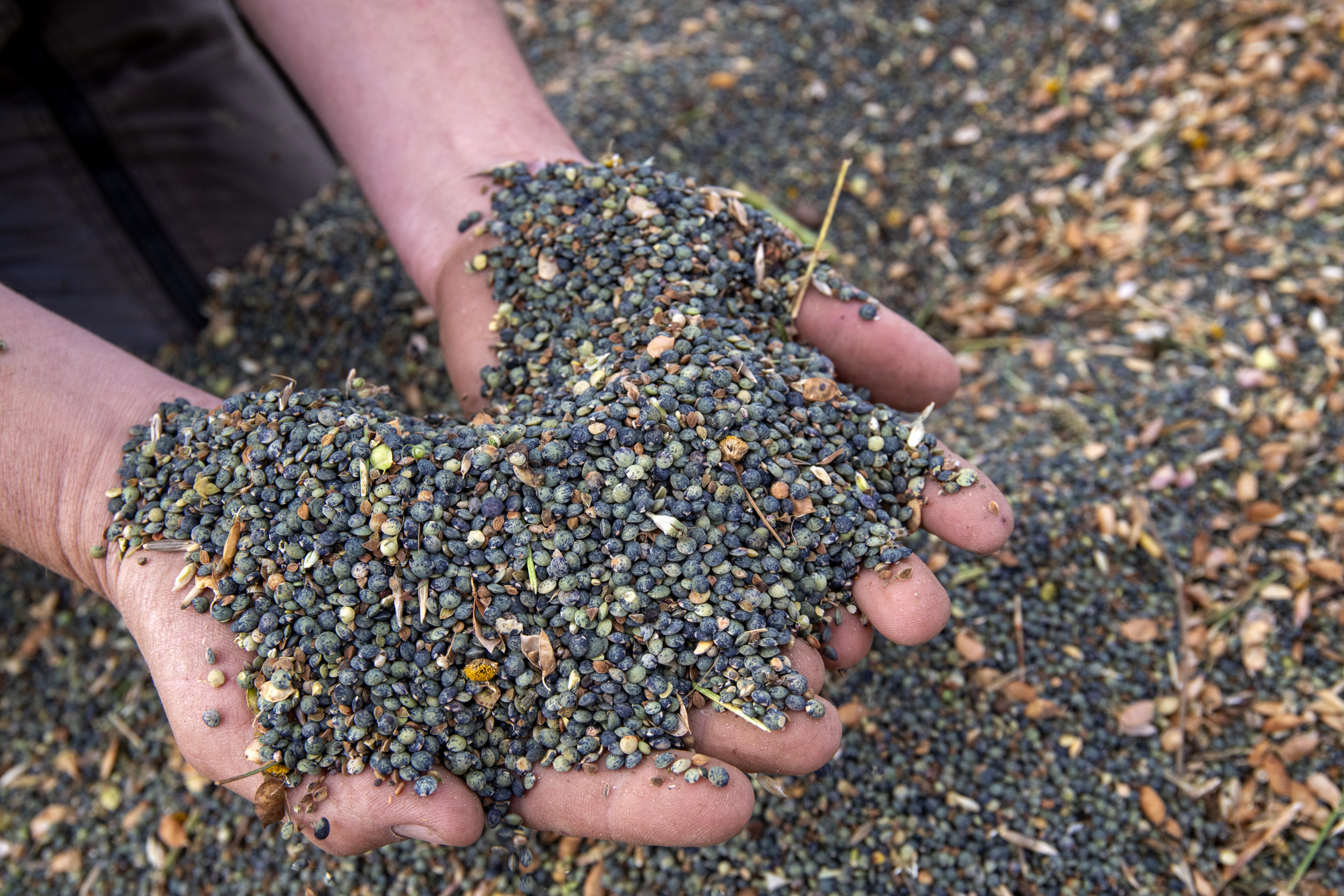 lentillesgire-194. Photo Vincent Jolfre